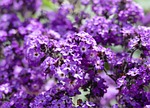 vanilla flower, fragrance, heliotrope