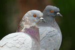 pigeon, bird, fauna