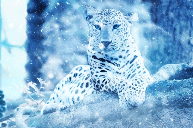 Free leopard wild animal illustration