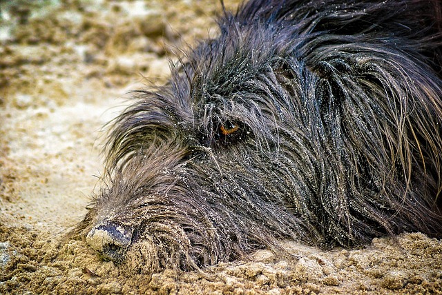 Free Dog Sand photo and picture
