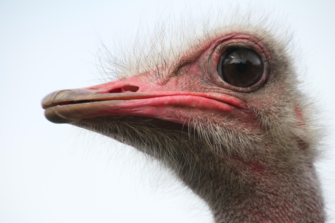 Ostrich Bird Ratite - Free photo on Pixabay - Pixabay