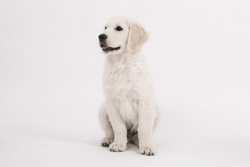 Cachorro, Retriever Dourado