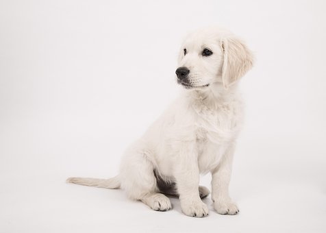 Cachorro, Retriever Dourado