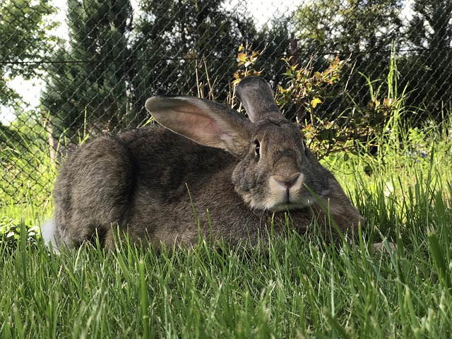 Free Rabbit Grass photo and picture