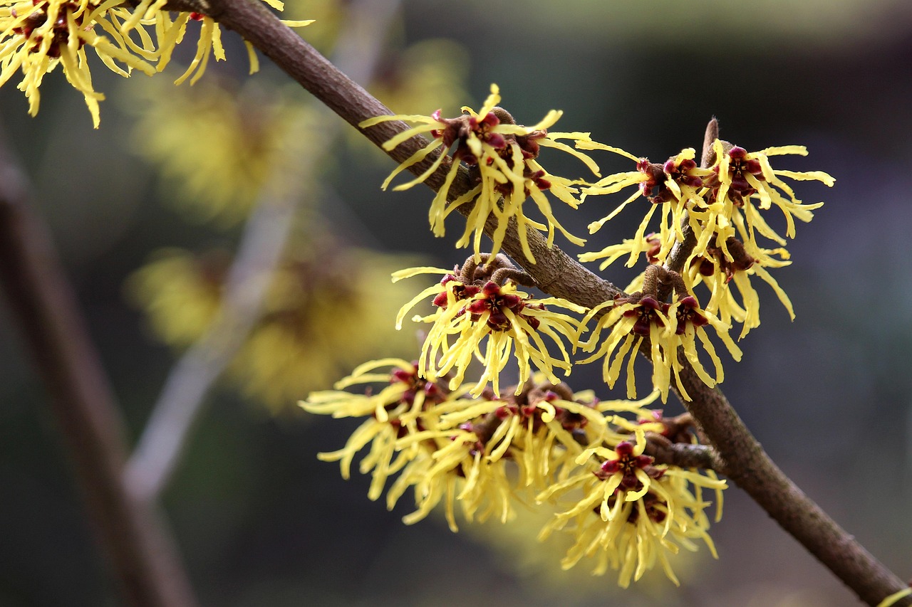5,000+ Free Witch Hazel & Witch Images Pixabay