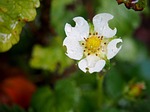 strawberry flower, strawberry, blossom
