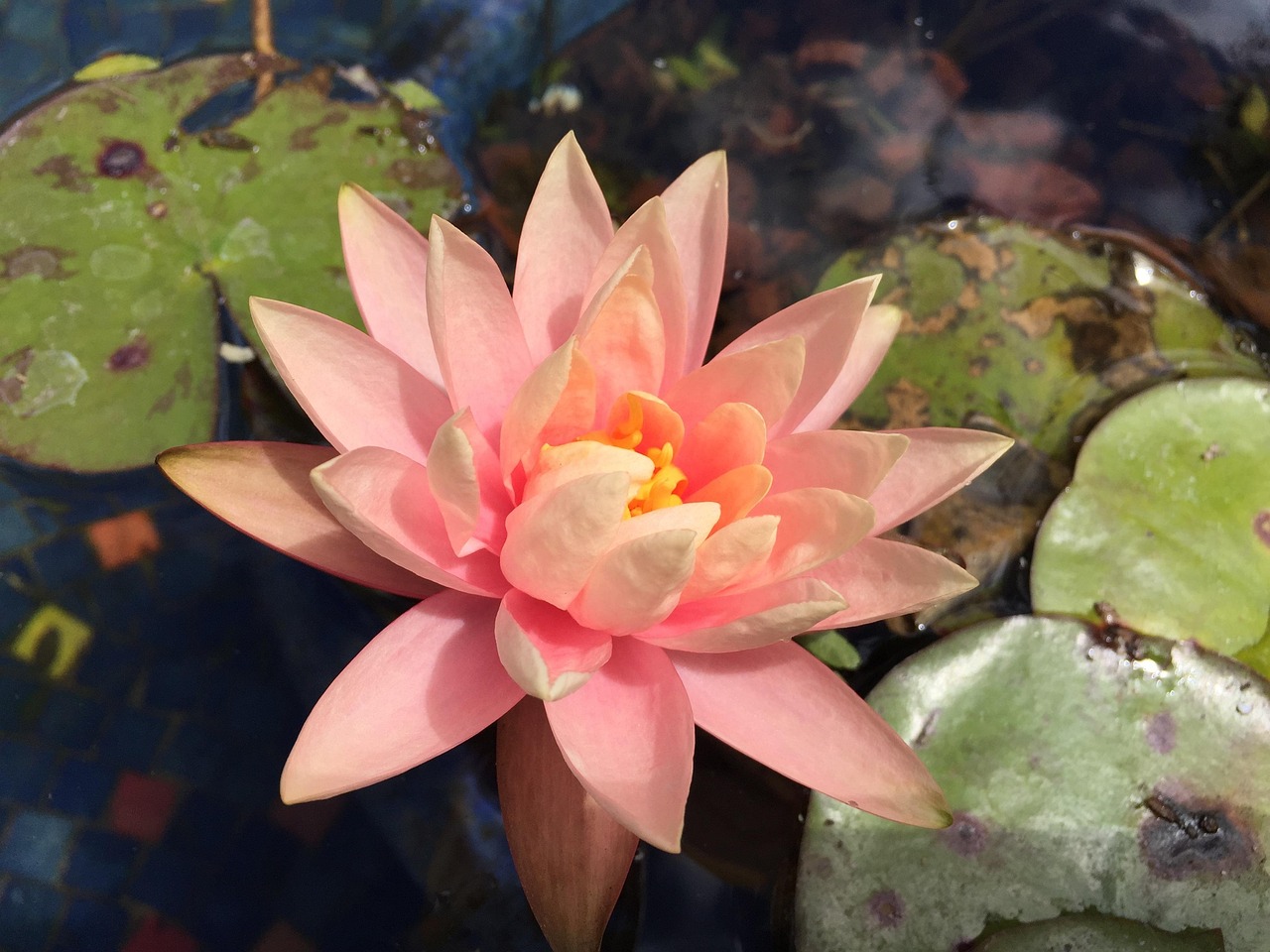 선 꽃 못 수 - Pixabay의 무료 사진 - Pixabay