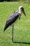 marabou, bird, great