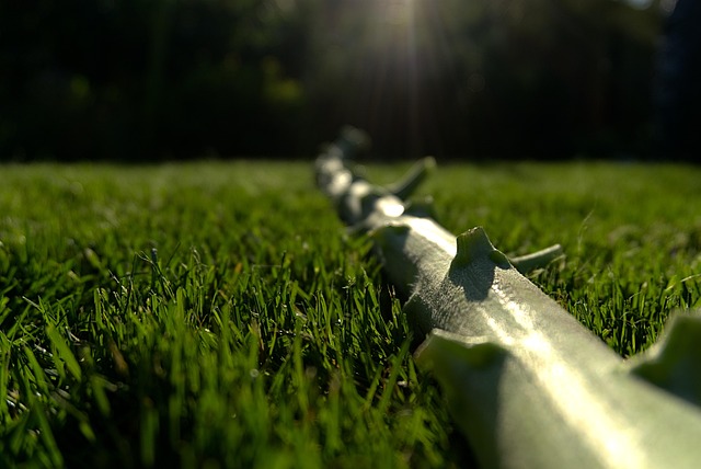 Free Sunflower Grass photo and picture