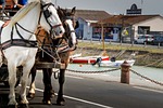 horses, horse, hitch