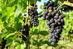 grapes, fruit, vine
