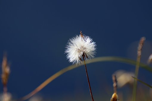 Makro, Pusteblume, Detail, Löwenzahn