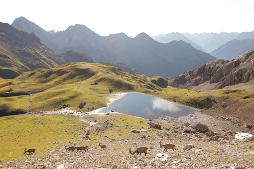 Steinöcke, Alpen, Bergsee, Berge, Natur