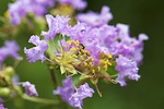 flower, forest, nature