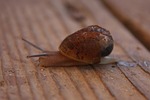 snail, shell, mollusk