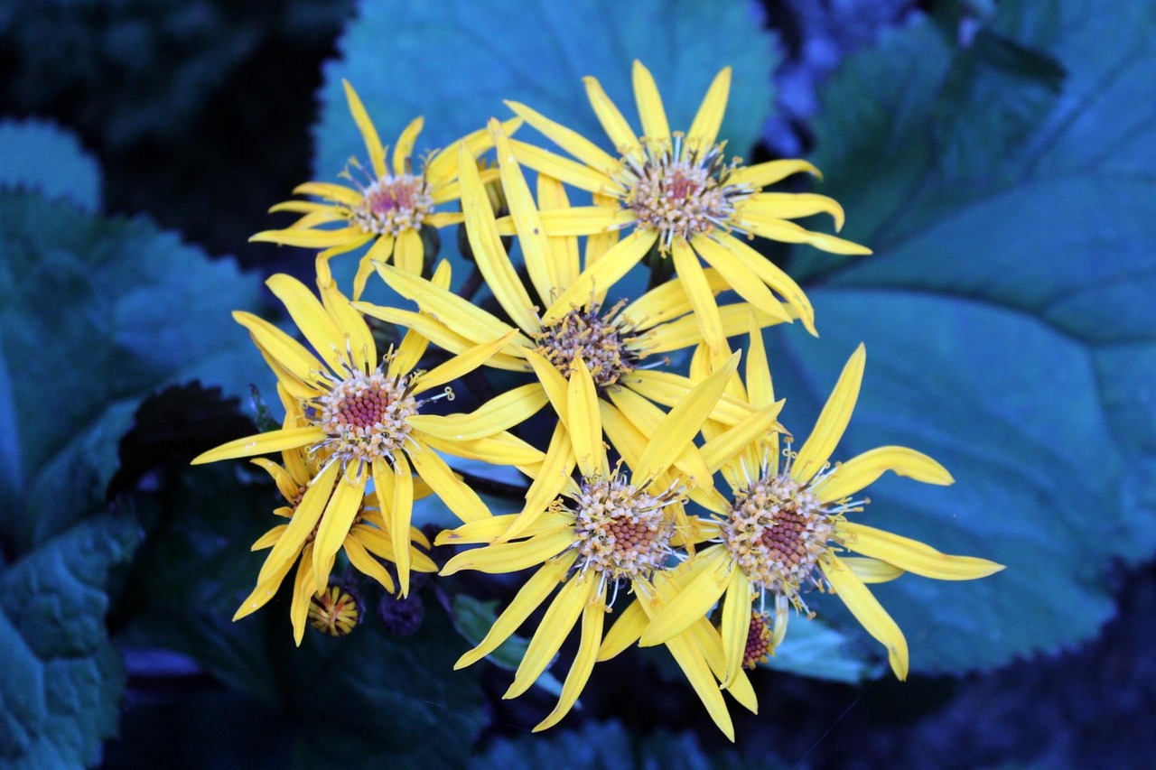 Fleurs Jardin Jaune Maison - Photo gratuite sur Pixabay - Pixabay