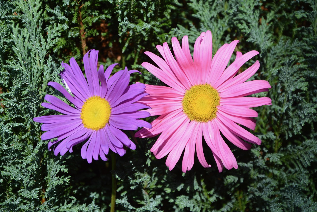 Flowers Pink Parma Nature - Free photo on Pixabay