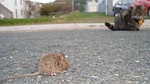 baby rat, cat, hunting