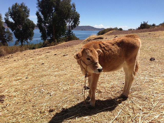 Vaca, Pasto, Granja, Animal, Brown
