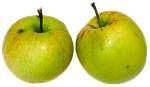 apple, fruit, pome fruit