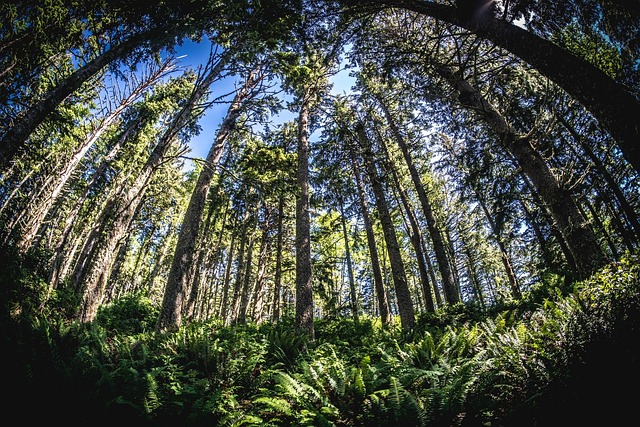 Free Fisheye Wide Angle photo and picture