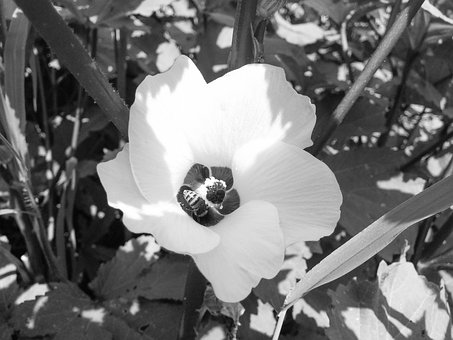 Free Flower Black And White photo and picture