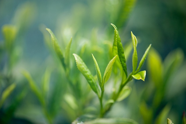 Free Tea Green Tea photo and picture