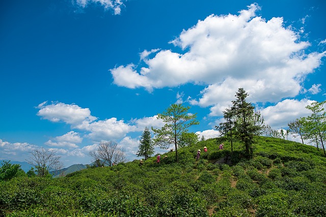 Free Tea Mountain Green Tea photo and picture