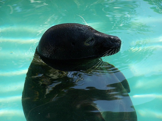 Free Seal Aquarium photo and picture