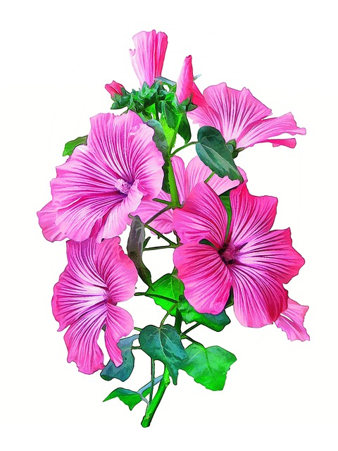 Free Lavatera Flower illustration and picture