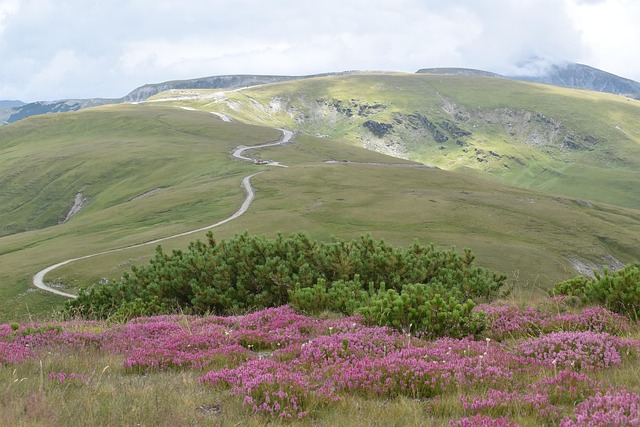 Free Alpine Road Mountain Path photo and picture