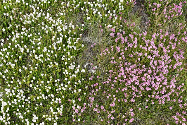 Free Mountain Flowers Wild Flowers photo and picture