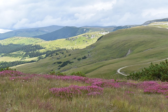 Free Mountain Road Mountain Flowers photo and picture