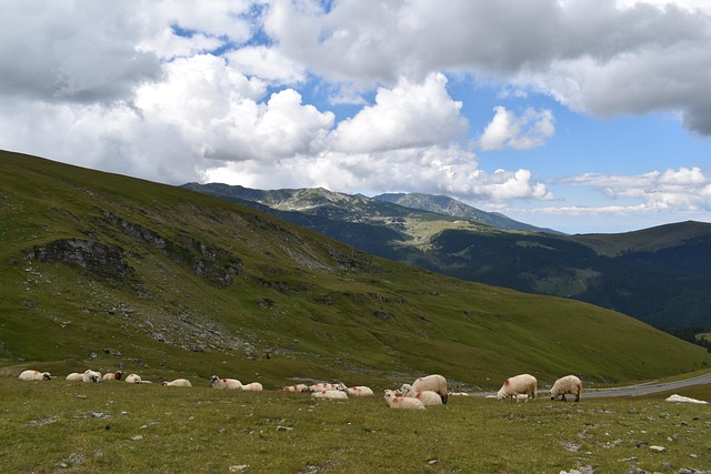 Free Sheeps Mountain photo and picture