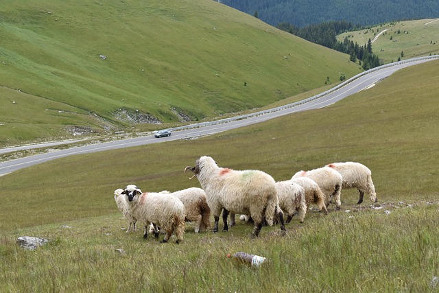 Free Sheeps Mountain photo and picture