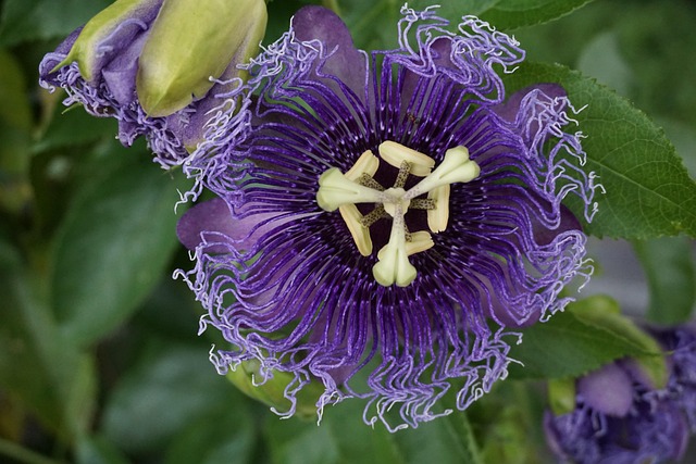 Free Flower Nature photo and picture