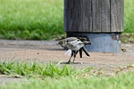 animal, park, plant