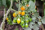 tomatoes, tomato plant, cultivation