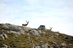 scotland, hirsch, hunters dream