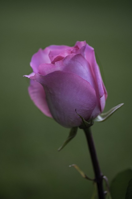Rose, Blumen Hintergrund, Rose