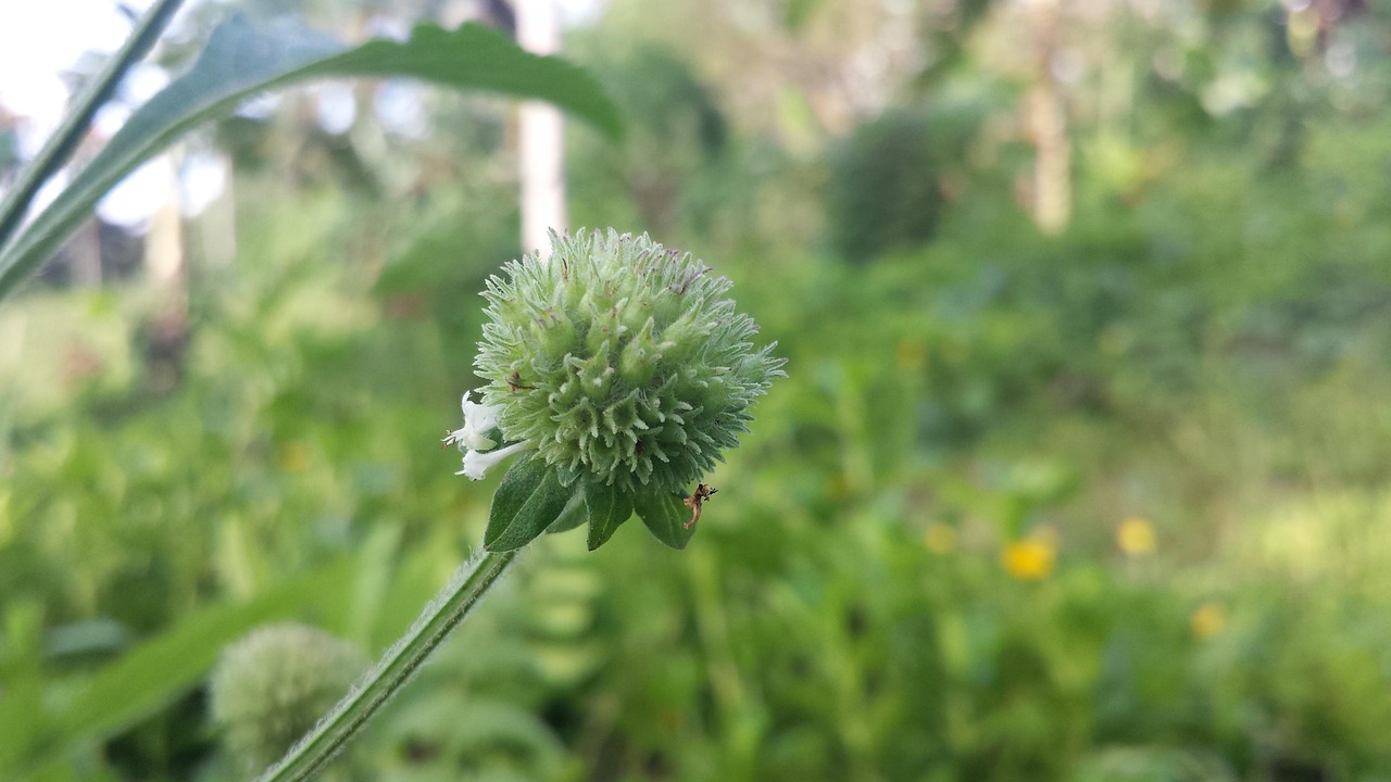 shot, during, a, miday hike