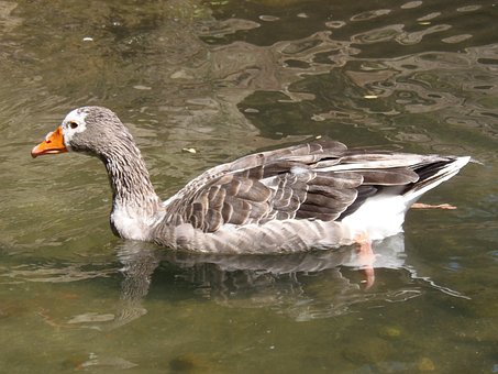 Oca, Natur, Gås, Fugl, Vand, Fauna, Dam