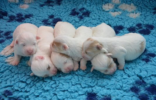 Chiot, Portée Chiots, Chiens, Bébés