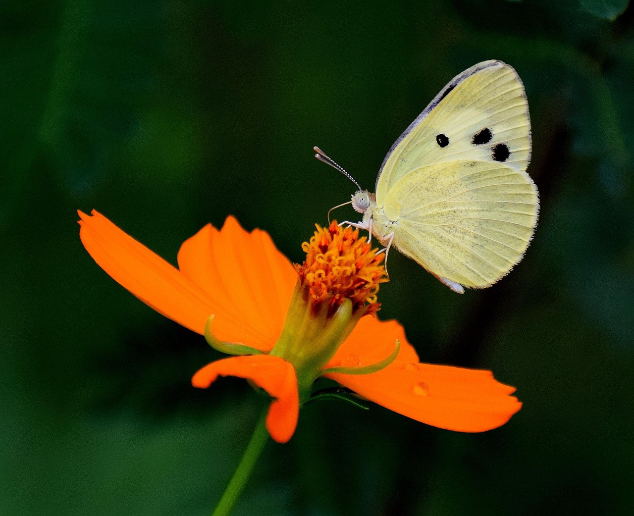 Butterfly - free online jigsaw puzzle photo