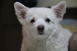 staring, puppy, adorable