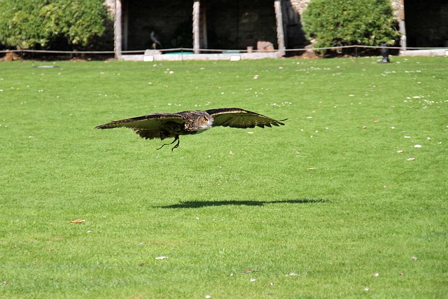 Free Owl Bird photo and picture