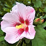 plant, hibiscus, mallow