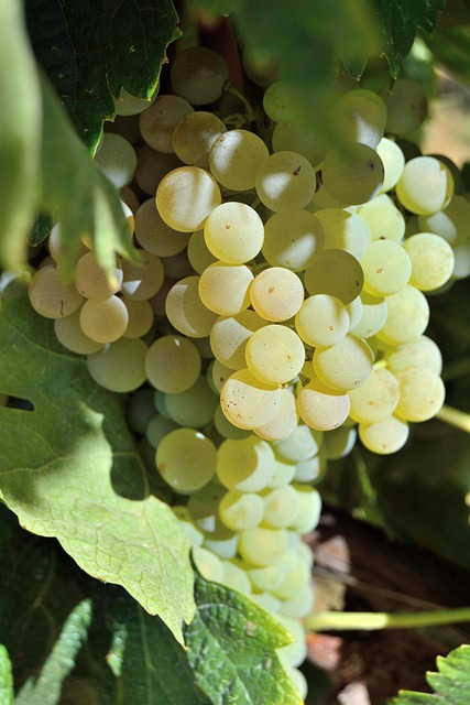 Trauben, Schraube, Traube, Weiß, Weingut