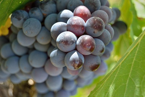 Trauben, Schraube, Traube, Rot, Weingut