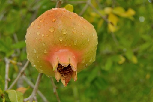 Granatapfel, Obst, Rot, Apple, Samen